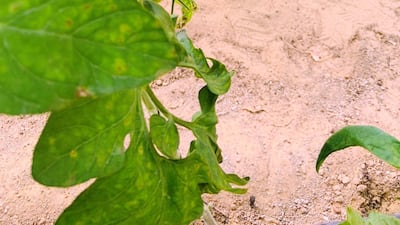 Greenheart Organic Farms produces 130 varieties of heirloom vegetables.