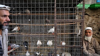 A cage of pigeons in the Ka Faroshi bird market.