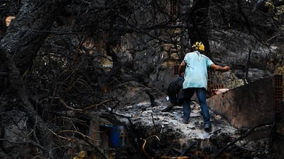 The charred remains of trees after a forest fire in Melloula, near the border with Algeria. AFP