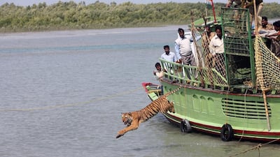 Forest workers release a tigress into the Sundarikati river, the Sundarbans, Bangladesh, after being rescued from stoning by villagers. Deshakalyan Chowdhury / AFP.