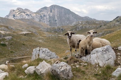 After reaching the plateau the number of trees is swapped for the number of sheep. Jamie Lafferty