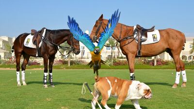 Rio has now acquired quite a bit of social-media fame. Courtesy Steve Thompson