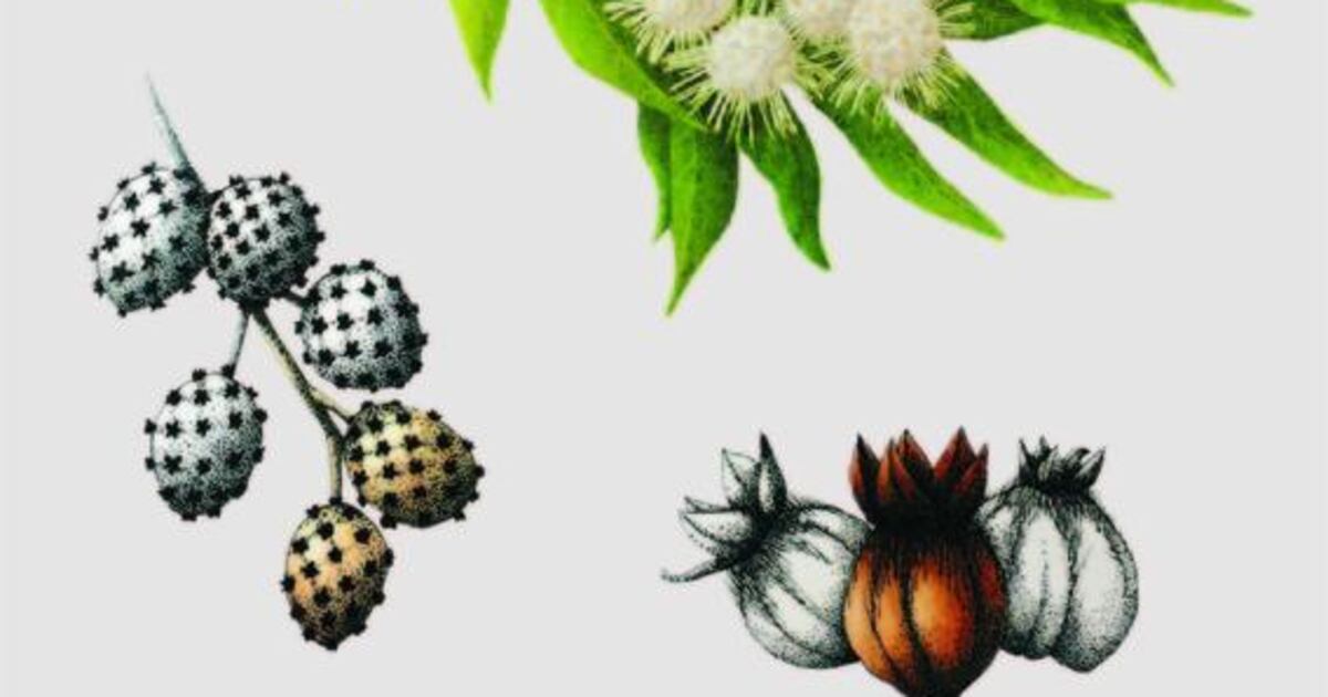 Plant profile: Damas tree | The National