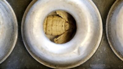 A silkmoth that has hatched out of its cocoon at the CRA research unit in Padua. Alessandro Bianchi / Reuters
