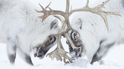 Head to head by Stefano Unterthiner, showing two Svalbard reindeer battle for control of a harem, won Wildlife Photographer of the Year: Behaviour: Mammals Award. Stefano Unterthiner / Wildlife Photographer of the Year