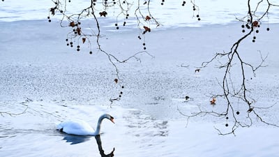 A swan swims in a partially frozen pond in Frankfurt, western Germany. AFP