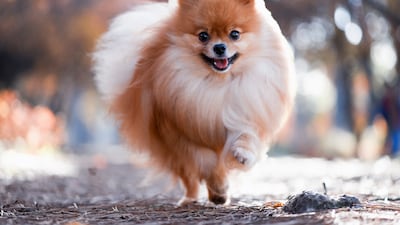 A pomeranian