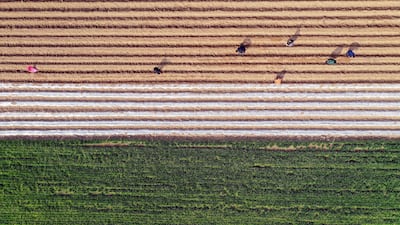 Farmers working in a herb field in Bozhou in China's eastern Anhui province. AFP