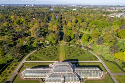 Kew lost more than 400 trees during a drought in 2022, compared with an average of 30 lost most years. Photo: Royal Botanic Gardens Kew