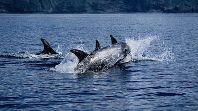 Risso's dolphins in Portugal. Getty Images