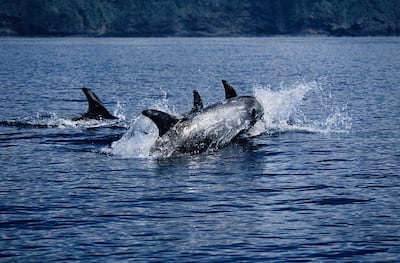 Risso's dolphins in Portugal. Getty Images