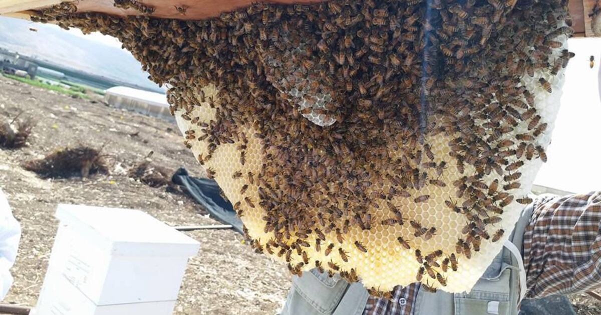Buzz of Gaza's beehives silenced by Israel's war