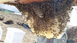 Most of Gaza's beehives have been destroyed during Israel's two-year war. Photo: Imad Ghazal