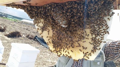 Most of Gaza's beehives have been destroyed during Israel's two-year war. Photo: Imad Ghazal