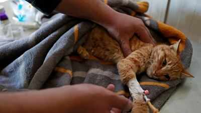 A veterinary surgeon volunteering at the Baghdad Animal Rescue examines an injured cat.