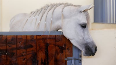 Iraq has been breeding Arabian horses since the 18th century.