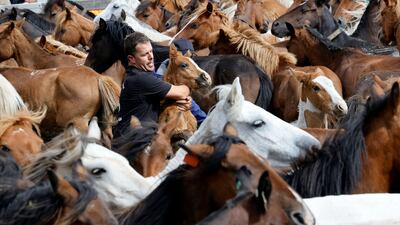 A man tries to handle horses during the Rapa Das Bestas festival in Cedeira, A Coruna, Spain. EPA