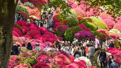 Azalea in full bloom attract visitors at the Nezu Shrine garden in Tokyo, Japan, where temperatures reached 23.4°C, 3.4°C higher than usual. EPA