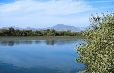 The centre offers child-friendly information about the surrounding habitat and marine environment. Photo: Khor Kalba Mangrove Centre