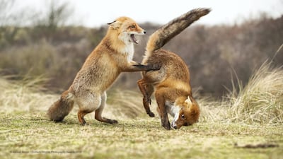 A pair of vixens do the 'waltz' near Amsterdam. Alastair Marsh / The Comedy Wildlife Photography Awards 2019