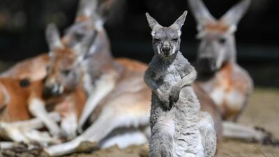 Red kangaroos at Hellabrunn Zoo in Munich, Germany. The attraction recently re-opened after Covid-19 forced its temporary closure. Reuters