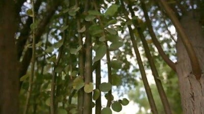 A sidr tree, also known as lote. It has medicinal values and its leaves are used as a herbal shampoo.