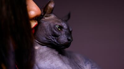 A Sphynx cat - a furless breed - with a tattoo that reads 'Made in Mexico', that was rescued by police from a prison in Ciudad Juarez, Mexico. Reuters