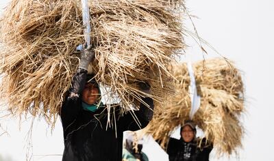 Farmers north of Cairo carry rice during a season marred by a lack of water and adverse weather. Reuters
