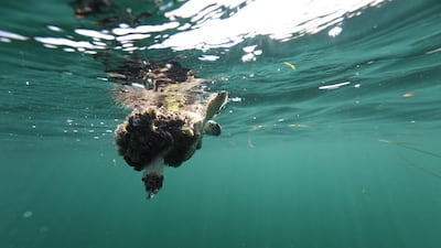 A juvenile Hawksbill turtle struggling to stay afloat due to the barnacle infestation on its (shell).
