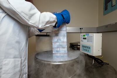 Scientists at the Frozen Zoo are using genomic analysis to help predict which animals are at risk of extinction and to develop conservation strategies to protect them. Photo: Darla Davis / San Diego Zoo