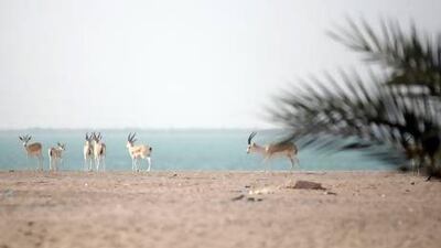 June 22, 2009 / Abu Dhabi / (Rich-Joseph Facun / The National) Animals ranging from ostriches to gazelles are present on Al Samalia Island at Raha Beach where the Emirates Heritage Club hosts events for the Emirati youth, Monday, June 22, 2009 in Abu Dhabi. *** Local Caption *** rjf-0622-heritageclub023.jpgrjf-0622-heritageclub023.jpg