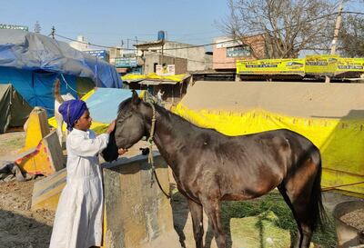 Son Singh petting his horse, Dillitod. Horses are very important to the Nihang, who call them 'jaan bhai' or 'life brother'. Taniya Dutta for The National