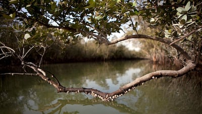 Marine life attaches to a mangrove branch which hangs just above the water in the Eastern Mangroves, Abu Dhabi. Silvia Razgova/The National
