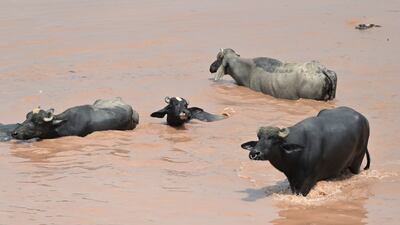 Cattle wade through floodwaters from the river Ravi, in Lahore, Punjab province, Pakistan. EPA