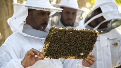 Workers at the apiary in Abu Dhabi check on the bees in the hives. Chris Whiteoak / The National