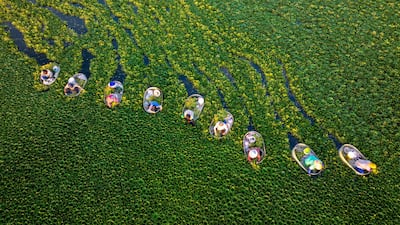 Farmers harvest water chestnuts in a pond, in Taizhou, eastern China's Jiangsu province. AFP