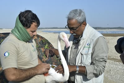 A flamingo representing Abu Dhabi Police migrated 1,300km from Al Wathba Wetland Reserve to Iran.