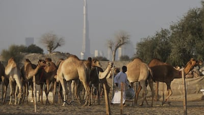 With the world’s tallest building, the Burj Khalifa in the background, a keeper feeds dates to female camels, at the Al Marmoom Camel Racetrack.