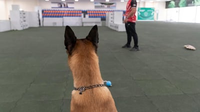 The K9 unit has been helping rescue missions after the earthquake in Turkey