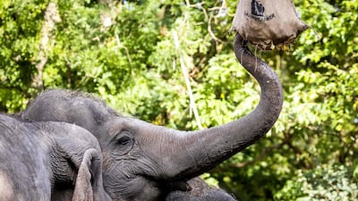 Elephants eat a treat as the zoo celebrates the 50th birthday of elephant Irma, the oldest zoo-born elephant in the Netherlands, at the Blijdorp Zoo in Rotterdam. AFP