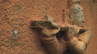 'The wall of wonder', showing an ornamental tree trunk spider preventing its prey from escaping at Nallur Heritage Tamarind Grove, India, by Vihaan Talya Vikas, has won the 10 Years and Under award. Vihaan Talya Vikas / Wildlife Photographer of the Year / PA