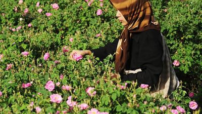 The second half of the monthmarks the Festival of Rose Water, held in Kashan, the home of the Mohammadi Rose. Kaveh Kazemi / Getty Images