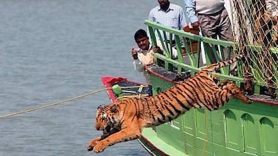 Indian forest workers watch a rescued tigress leap into the Sundarikati river after being released from a cage, in Sunderbans, some 150 kilometres south of Kolkata.
