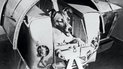 Laika, the first living creature ever sent in space, onboard the Soviet spacecraft Sputnik II. AFP