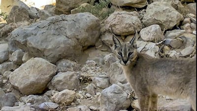 The Arabian caracal was captured by day and night in Jebel Hafeet National Park. Courtesy: EAD