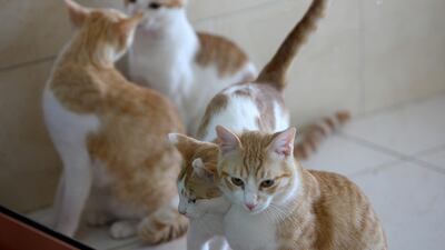 These golden beauties are ready for adoption at Sharjah Cat & Dog Shelter. Pawan Singh / The National
