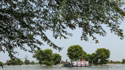 Floods displaced cattle in Burewala