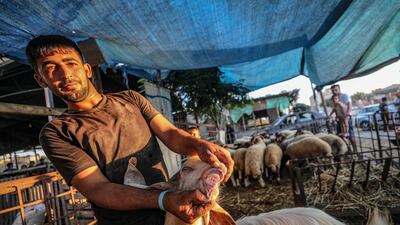 A Palestinian vendor display his sheep at a livestock market in the southern Gaza Strip. Gazans are buying more sheep and cattle in preparation for the upcoming Sacrifice Feast. Eid al-Adha is the holiest of the two Muslims holidays celebrated each year, it marks the yearly Muslim pilgrimage (Hajj) to visit Mecca, the holiest place in Islam. Muslims slaughter a sacrificial animal and split the meat into three parts, one for the family, one for friends and relatives, and one for the poor and needy. EPA