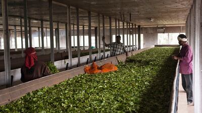 Freshly picked tea leaves in a drying trough in an orthodox production process tea factory near Munnar. This withering process has to reduce the humidity to 55%. Simon de Trey-White for The National
