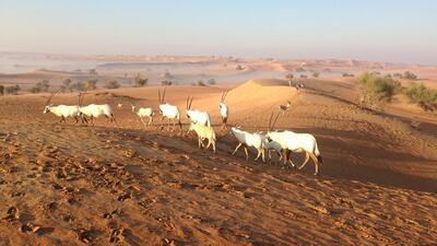 Arabian oryx in the UAE desert. Biosphere Expeditions